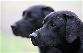 Mark Lord Photography